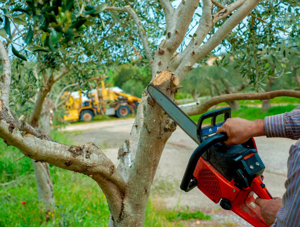 The Steps Involved in Our Tree Care Process in Timmonsville, SC